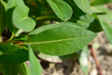 Fleece flower