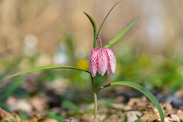 Snake`s Head Fritillary Fritillaria meleagris with the morning dew. Early spring purple flower.