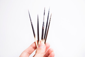 porcupine quills in hand on white background