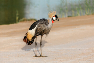 A grey crowned crane walking at the Al Qudra Lakes in Dubai, UAE