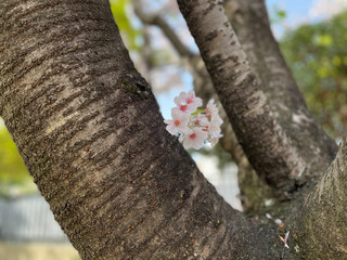 日本の桜。花びらのアップ。