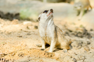 Playful meerkats in Africa. They bask in the sun, watch and play with their families.