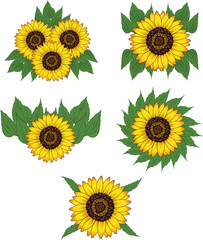 sunflower illustration set