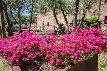 Blossom Magenta Pig face flower (Mesembryanthemum). Flowers wallpaper.