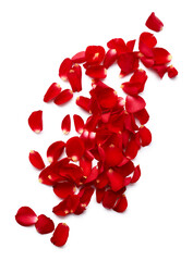 Red rose petal isolated on white background