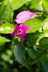 Purple bulb flower growing on a wild green garden close up still