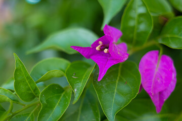Purple bulb flower growing on a wild green garden close up still