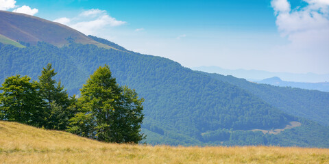 carpathian mountain landscape with grassy hills and meadows. countryside scenery on a bright sunny day in late summer