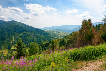 Obraz premium purple flowers blooming on the hill. vacation in mountainous carpathian countryside on a sunny summer day. landscape with grassy meadows and forests on hills rolling down in to the rural valley