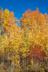 autumn foliage against blue sky