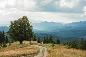Man near old big beech tree in the mountains