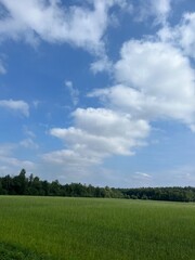 Fototapeta na wymiar green field and blue sky with white clouds, idyllic rural landscape