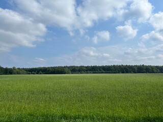 Naklejka na ściany i meble green field and blue sky with white clouds, idyllic rural landscape