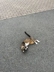 Cute cat on the ground