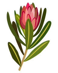 Vector isolated illustration of protea with leaves. Bright floral drawing.