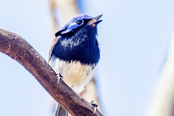 Blue-breasted Fairywren in Western Australia