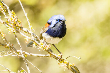 Blue-breasted Fairywren in Western Australia
