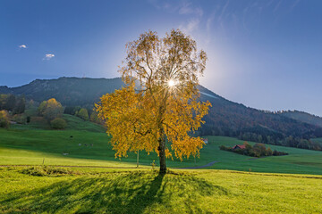 Allgäu - Herbst - Baum - Grünten - Farben