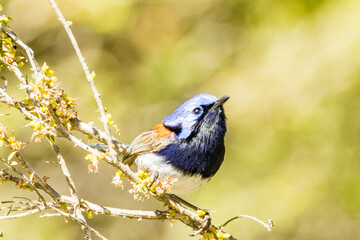 Blue-breasted Fairywren in Western Australia