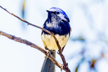 Blue-breasted Fairywren in Western Australia