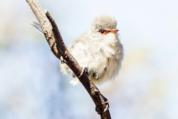 Blue-breasted Fairywren in Western Australia