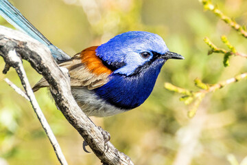 Blue-breasted Fairywren in Western Australia