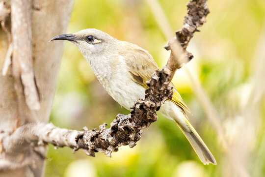 Brown Honeyeater In Western Australia