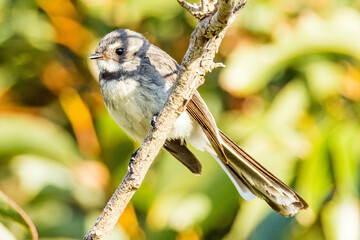 Grey Fantail in Western Australia