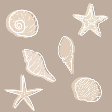 Different ocean, sea shells collection.