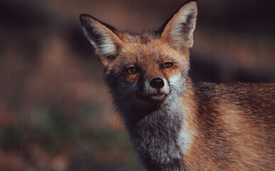 Portrait of a fox. Animal face