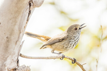 Inland Thornbill in Western Australia