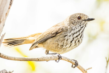 Inland Thornbill in Western Australia
