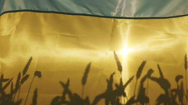 In the sunlight Ukrainian flag is on a wheat field. Independent, freedom. Patriot symbol, victory in war. Slow motion.
