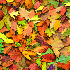 Naklejka na ściany i meble 秋の落ち葉をテーマにしたイラストです。