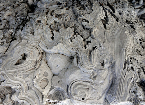 macro di pietra bianca con concrezioni di fossili