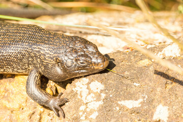 King's Skink in Western Australia