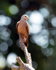 A ruddy ground-dove perched on a branch. It is a small tropical dove from Brazil and South American as know as Rolinha. Species Columbina talpacoti. Animal world. Birdwatching. Birding.