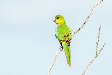 Juvenile Red-capped Parrot in Western Australia