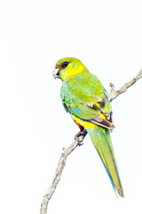 Juvenile Red-capped Parrot in Western Australia