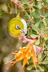 Silvereye or White-eye in Western Australia