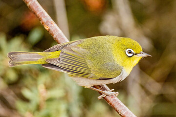 Silvereye or White-eye in Western Australia