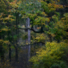 autumn leaves