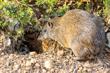 Quenda or Southwestern Brown Bandicoot in Western Australia