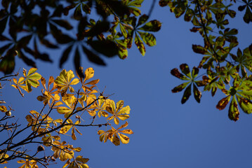 AUTUMN TREE - Colorful chestnut leaves against the blue sky
