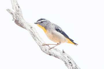 Spotted Pardalote in Western Australia