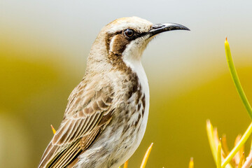 Tawny-crowned Honeyeater in Western Australia