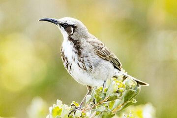Tawny-crowned Honeyeater in Western Australia
