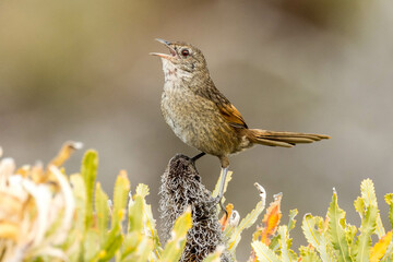 Western Bristlebird in Western Australia