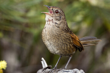 Western Bristlebird in Western Australia