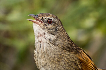 Western Bristlebird in Western Australia